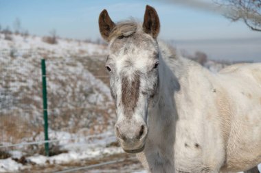 Binicilik kulübünün açık ahırında atlar. Kışın hayvanlar dışarıda. 
