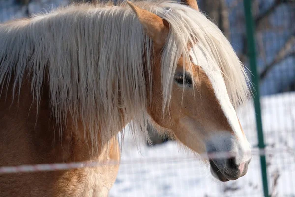 Horses Open Stall Equestrian Club Animals Outdoors Winter — Stock Photo, Image