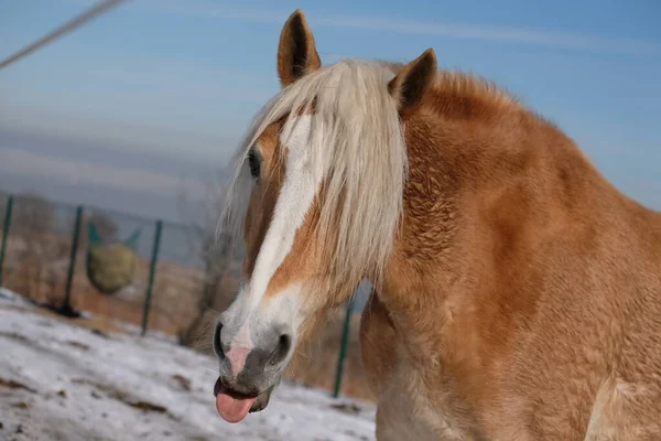 Chevaux Dans Une Stalle Ouverte Club Équestre Animaux Plein Air — Photo