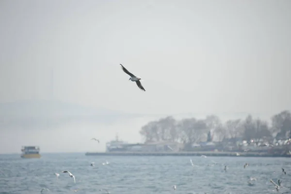 Istanbul Turkey 2017 Seagull Flying Bosphorus Strait Daytime — Stock Photo, Image