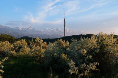Kok Tobe TV kulesi, yüksek bir tepede, Kazakistan 'ın Almatı şehrinin üzerindeki ağaçlarla birlikte. Akşam vakti, gün batımından önce
