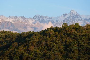 Yamaçlarda, Almaty 'nin eteklerinde bitki örtüsü var. Çiçekli ağaçlar ve çimenler.