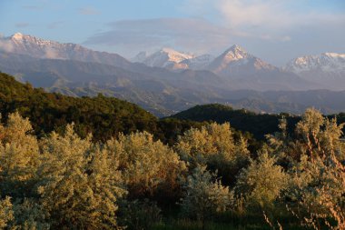Yamaçlarda, Almaty 'nin eteklerinde bitki örtüsü var. Çiçekli ağaçlar ve çimenler.