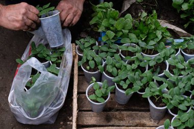 Almaty / Kazakistan - 04.29.2020: İnsanlar bahçeleri için tohum satın alıyor. Mevsimlik sebze ekimi.
