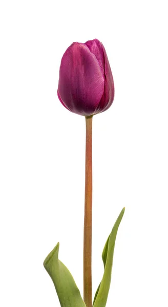Fleur Tulipe Violette Isolée Sur Fond Blanc — Photo