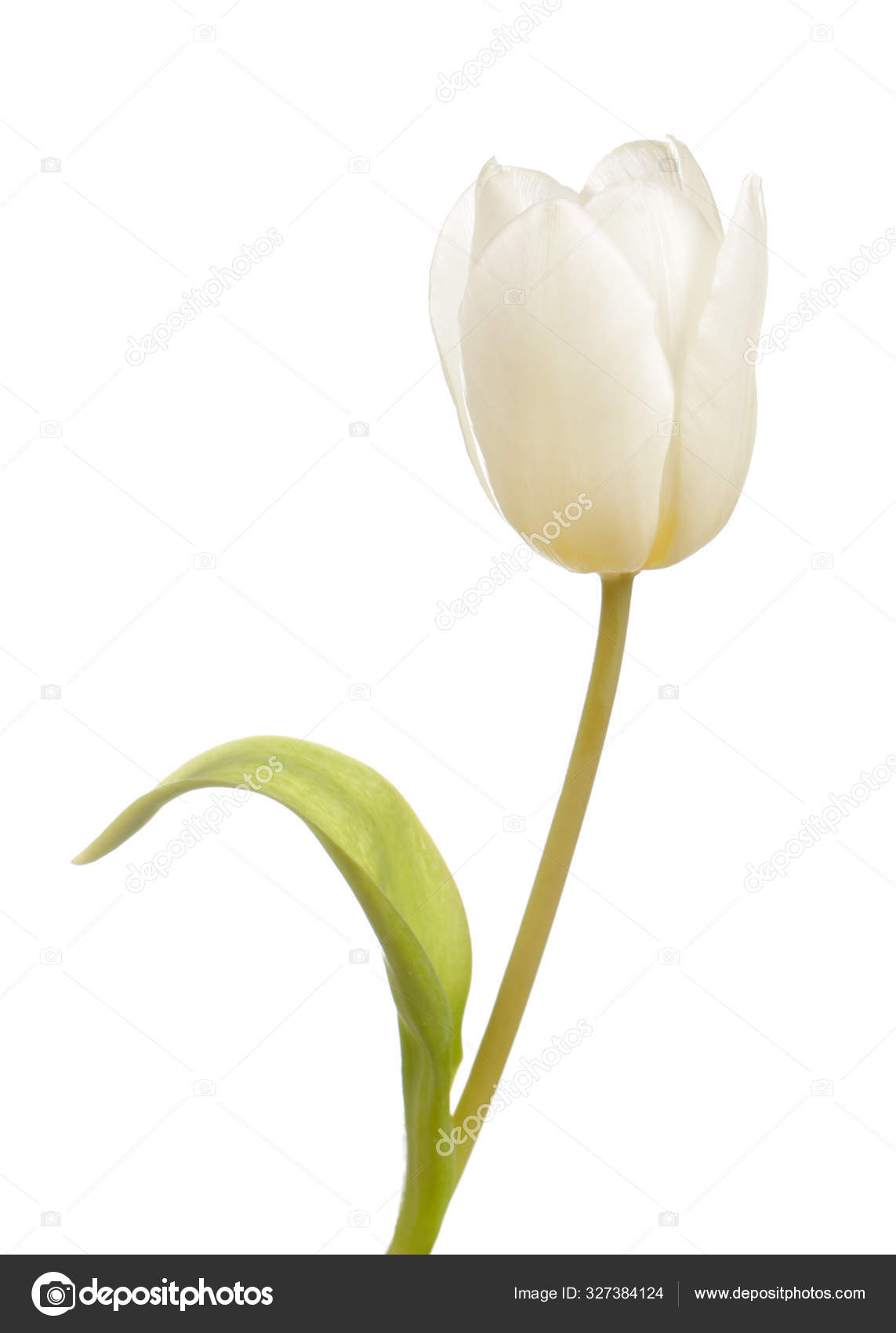 Fleur de tulipe blanche image libre de droit par Mikha © #327384124