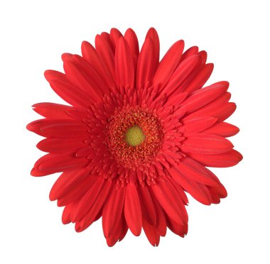 Güzel kırmızı gerbera çiçeği