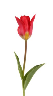 güzel kırmızı lale