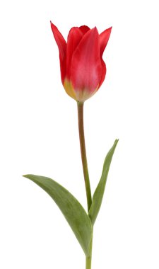 güzel kırmızı lale