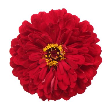 Kırmızı zinnia çiçeği