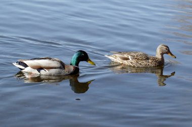 Birkaç yaban ördekleri