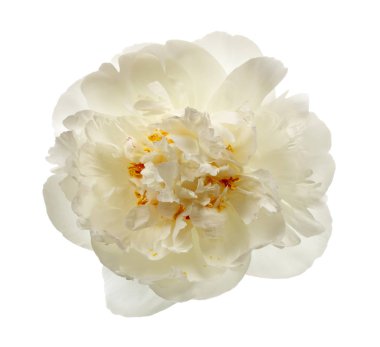 Beyaz şakayık çiçeği