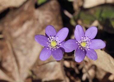 Kardamlaları (Hepatica nobilis)