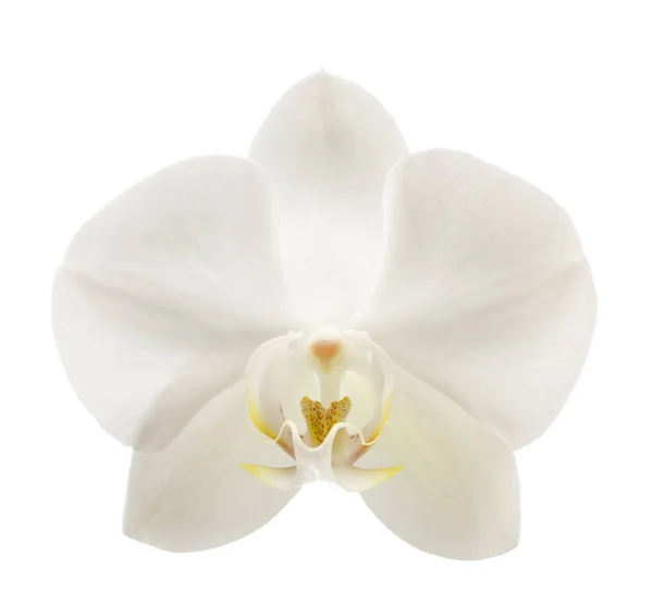 Vacker vit orkidé blomma — Stockfoto