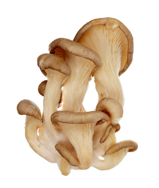 Ciuperci stridii — Fotografie, imagine de stoc