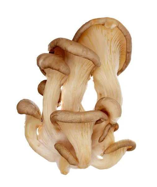 Oyster mushrooms — Stock Photo, Image