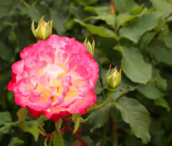 Rosa und gelbe Rose Blume — Stockfoto