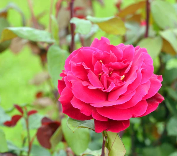 Flor de rosa vermelha — Fotografia de Stock