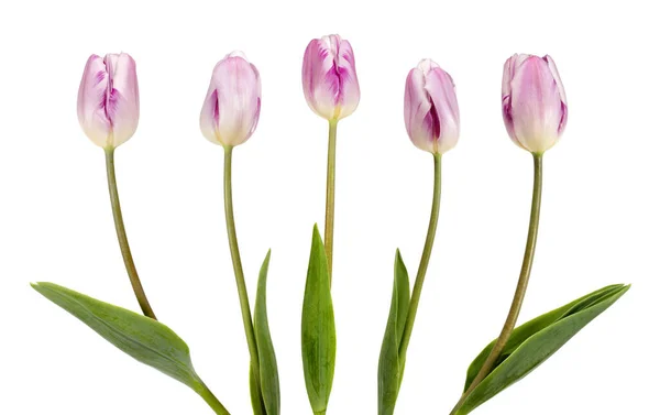 П'ять красивих бузкових тюльпанів — стокове фото