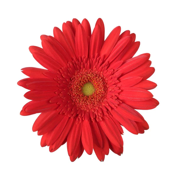 Krásná červená gerbera květina — Stock fotografie