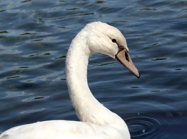 Detailní pohled na krásné bílé labutě — Stock fotografie