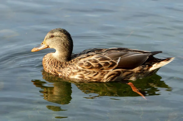 Wild female mallard duck — Stock Photo, Image