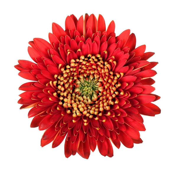 Bunga merah gerbera yang indah — Stok Foto