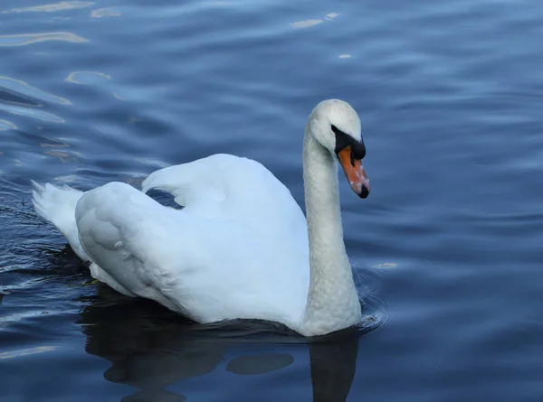 Bellissimo cigno bianco — Foto Stock