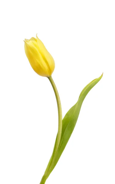 Schöne gelbe Tulpe — Stockfoto