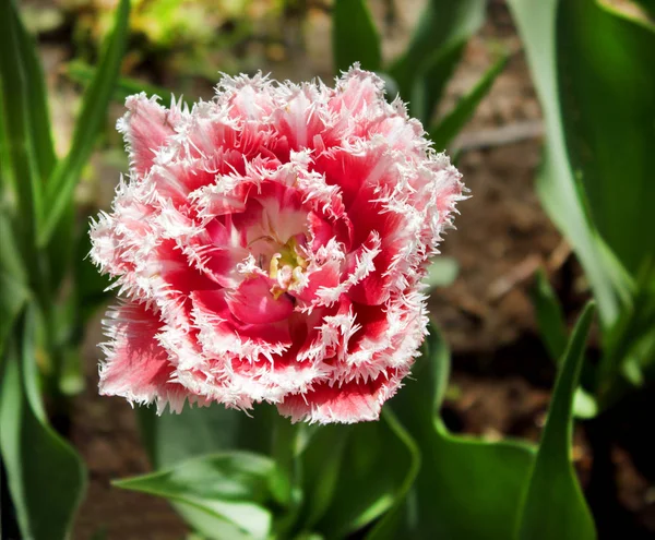 Tulipa vermelha terry — Fotografia de Stock