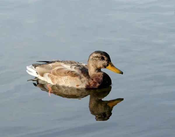 Vild Kvinna gräsand — Stockfoto