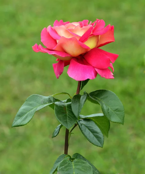 Ροζ και κίτρινο λουλούδι τριαντάφυλλο — Φωτογραφία Αρχείου