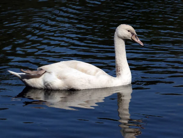 Cigno bianco giovane — Foto Stock