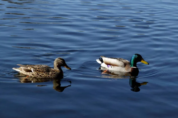 Male and female mallard ducks — Stock Photo, Image