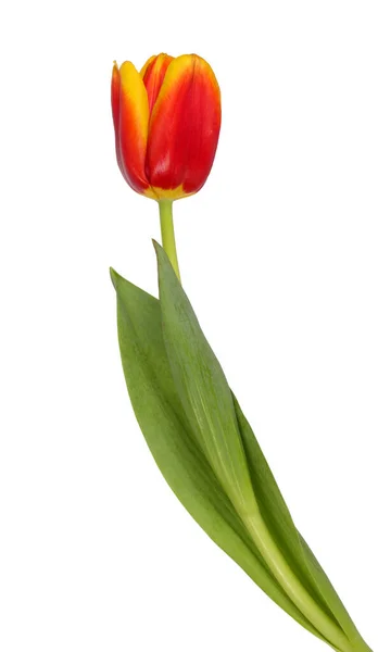 Mooie rode en gele tulp — Stockfoto