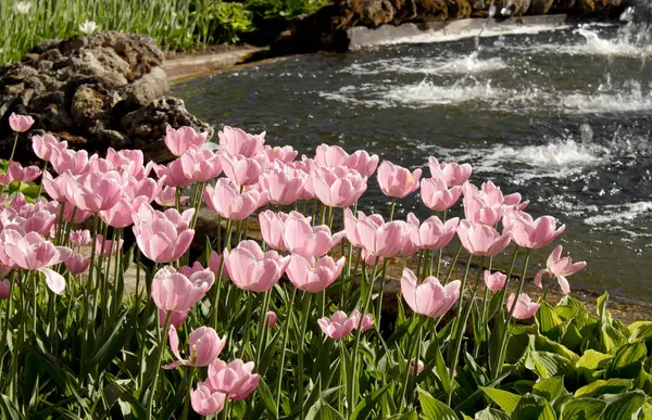 Růžové tulipány — Stock fotografie