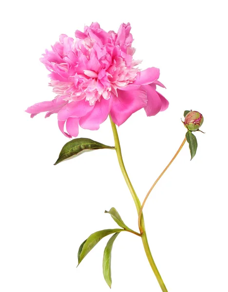 Pink peony flower with bud — Stock Photo, Image