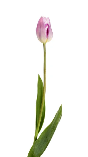 Linda tulipa lilás — Fotografia de Stock