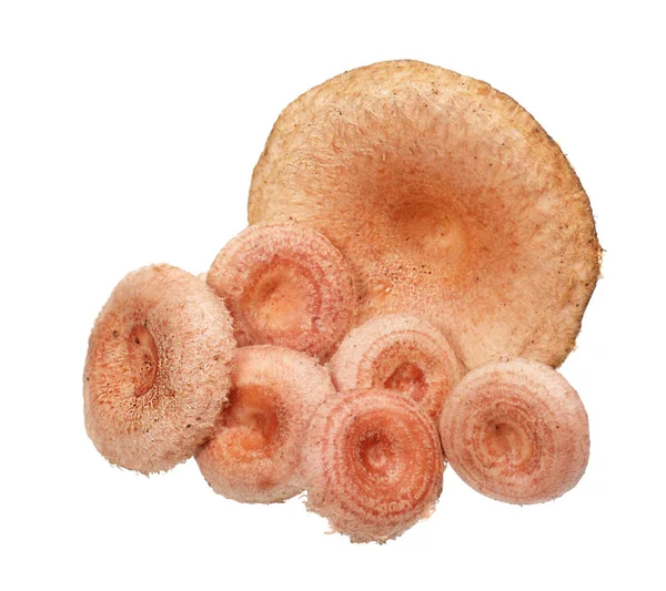 Edible milk mushrooms — Stock Photo, Image