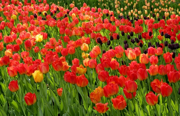Más színű tulipánok — Stock Fotó