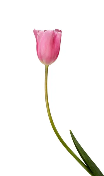 Belle tulipe rose — Photo