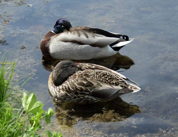 Erkek ve dişi ördekler — Stok fotoğraf