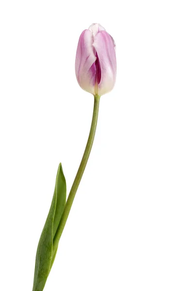Belle tulipe lilas — Photo