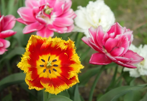 Rote und gelbe Frottee-Tulpe — Stockfoto