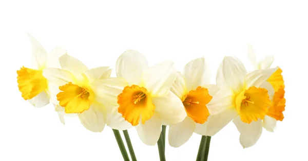 Bukiet białych i żółtych kwiatów narcyzów — Zdjęcie stockowe