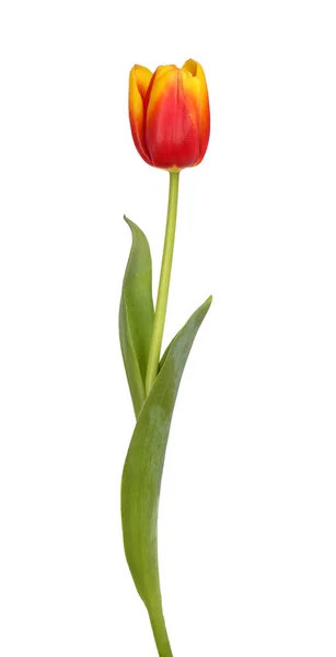 Belle tulipe rouge et jaune — Photo