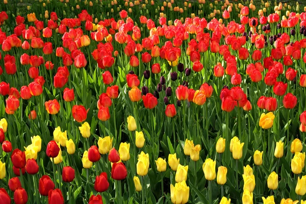 Verschiedene Farbe Tulpen — Stockfoto