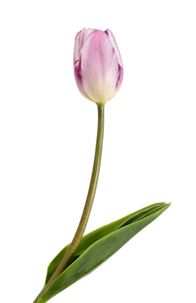 Bellissimo tulipano lilla — Foto Stock