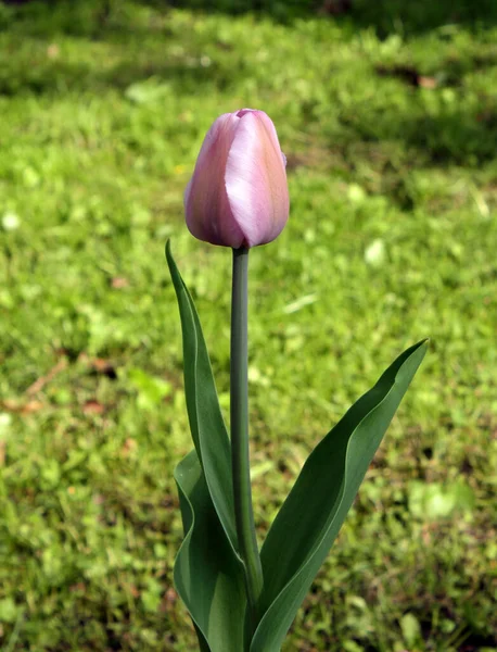 Tavaszi rózsaszín tulipán — Stock Fotó