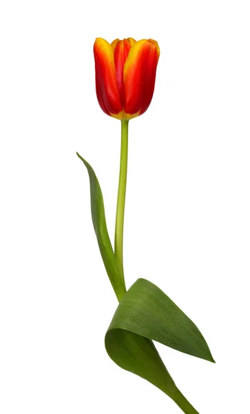 Hermoso tulipán rojo y amarillo — Foto de Stock